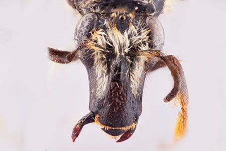 [Lonchorhyncha ecuadoria female (anterior/face view) thumbnail]